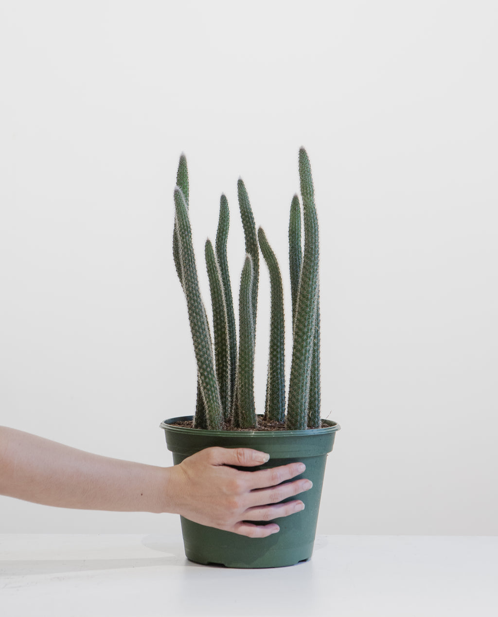 Assorted Cactus - 8 inch pot