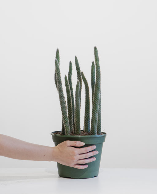 Assorted Cactus - 8 inch pot