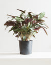 CALATHEA 'SETOSA' 8" Grower Pot