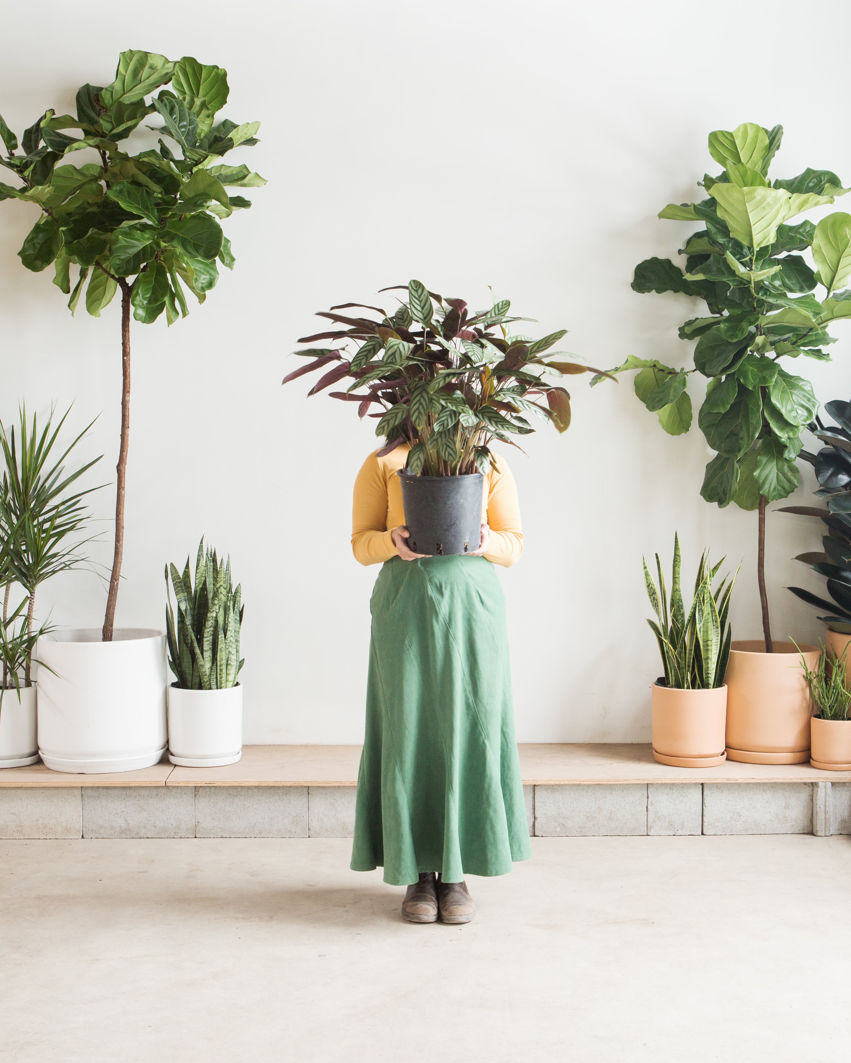 CALATHEA 'SETOSA' 8" Grower Pot