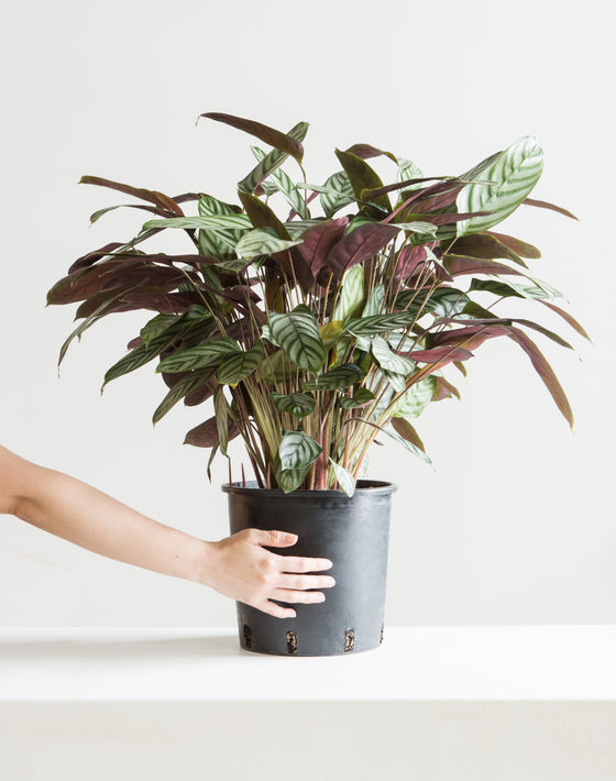 CALATHEA 'SETOSA' 8" Grower Pot