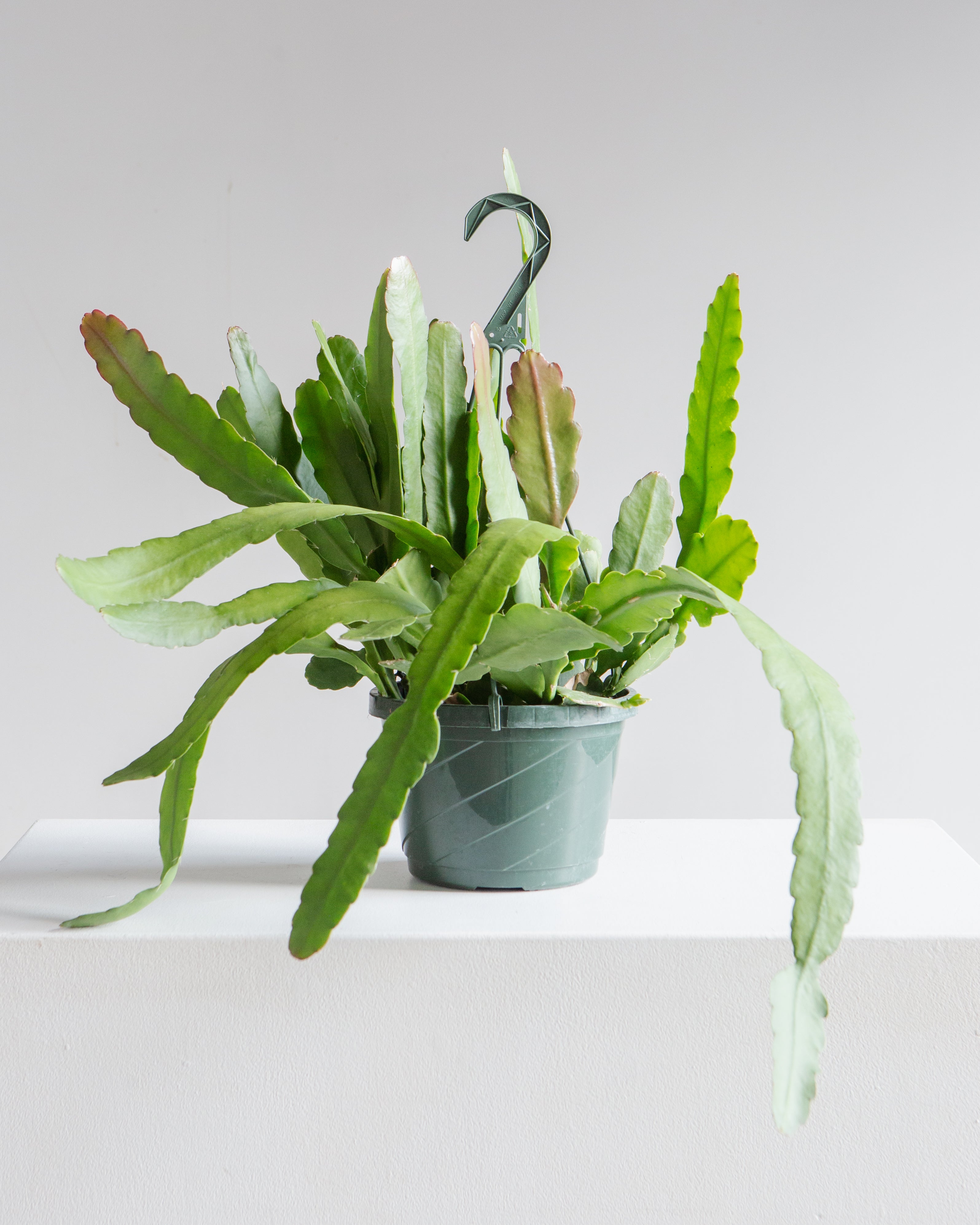 Orchid Cactus: Disocactus ackermannii - 8 inch hanging basket