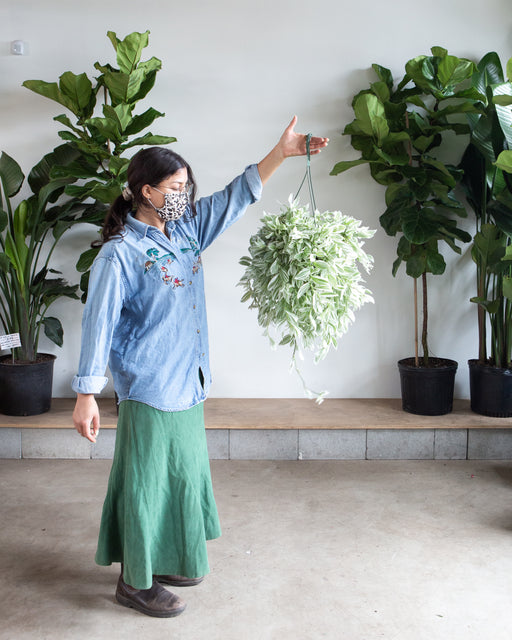 White Wandering Dude: Tradescantia - 8 inch hanging basket
