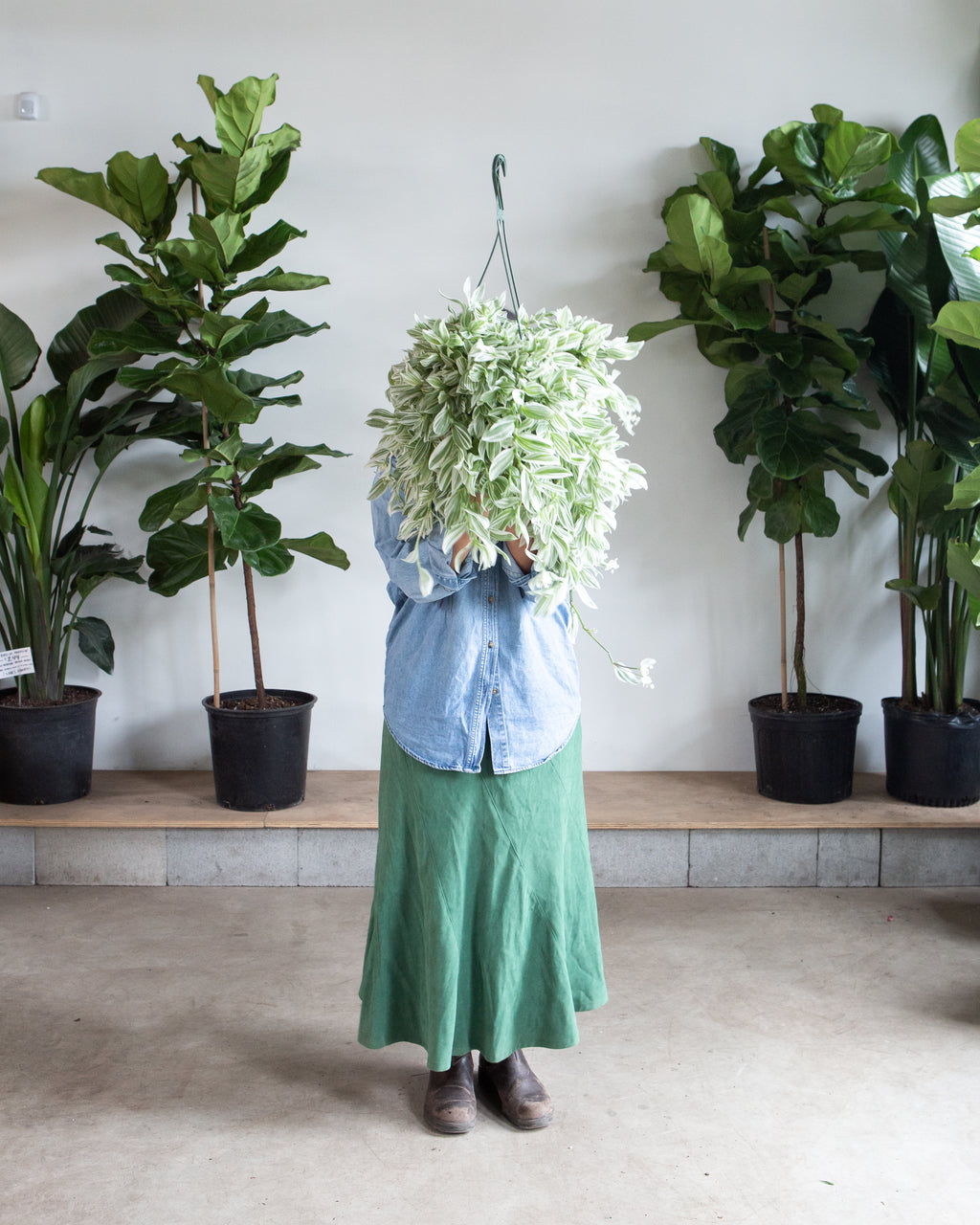 White Wandering Dude: Tradescantia - 8 inch hanging basket