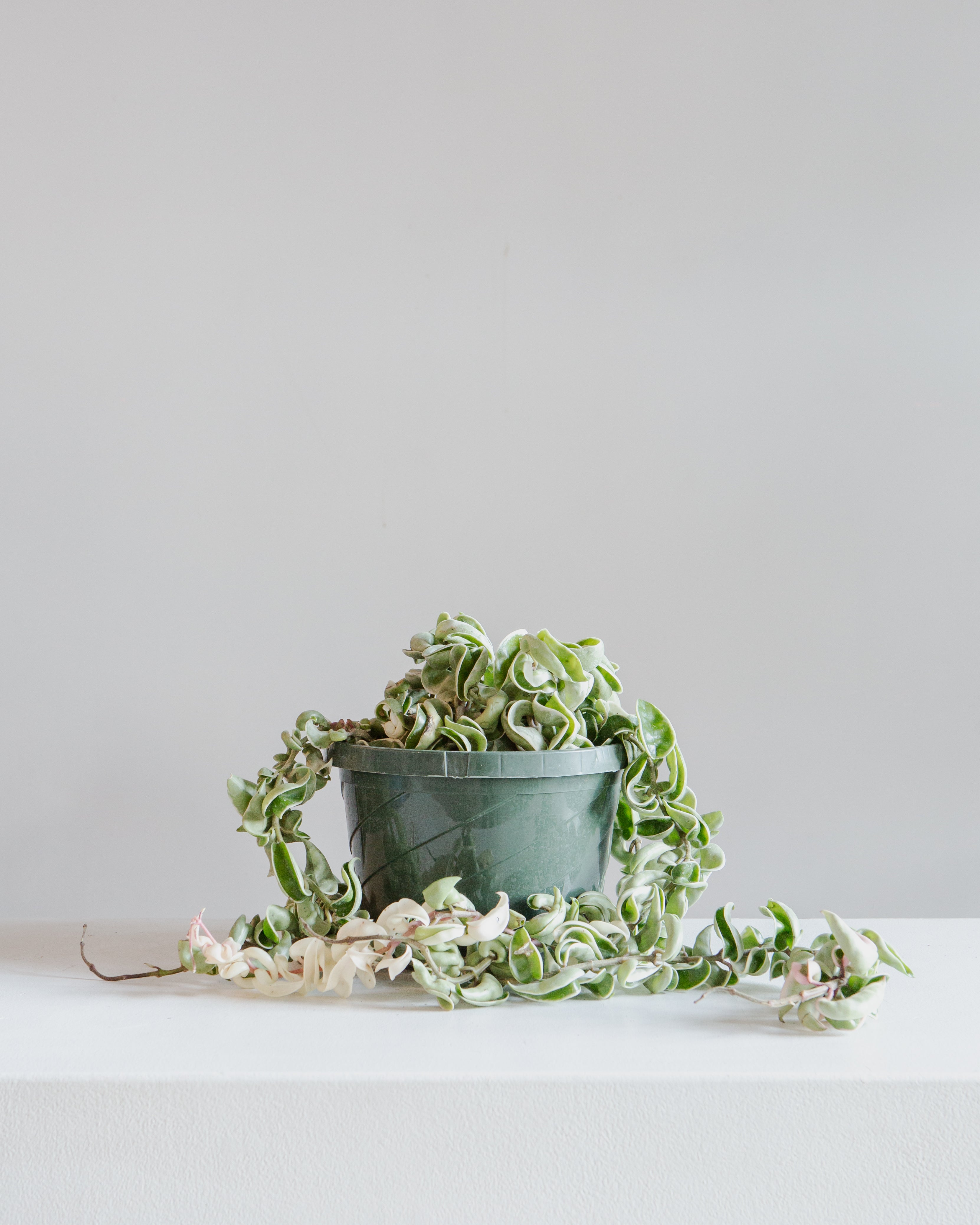 Variegated Hindu Rope: Hoya carnosa 'Compacta' - 8 inch hanging basket