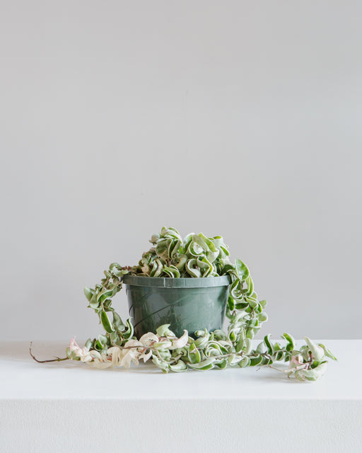 8" HANGING BASKET, HOYA COMPACTA VARIEGATED