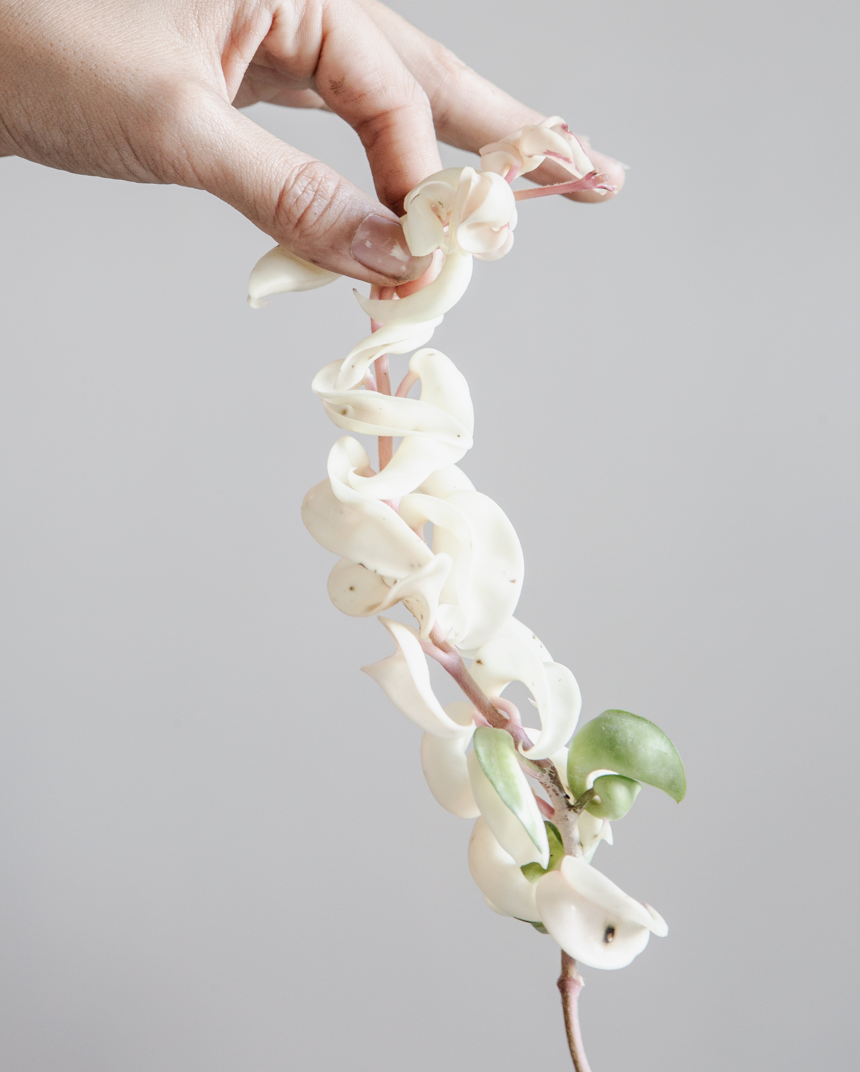 Variegated Hindu Rope: Hoya carnosa 'Compacta' - 8 inch hanging basket
