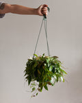 HOYA GRACILIS 8" HANGING BASKET