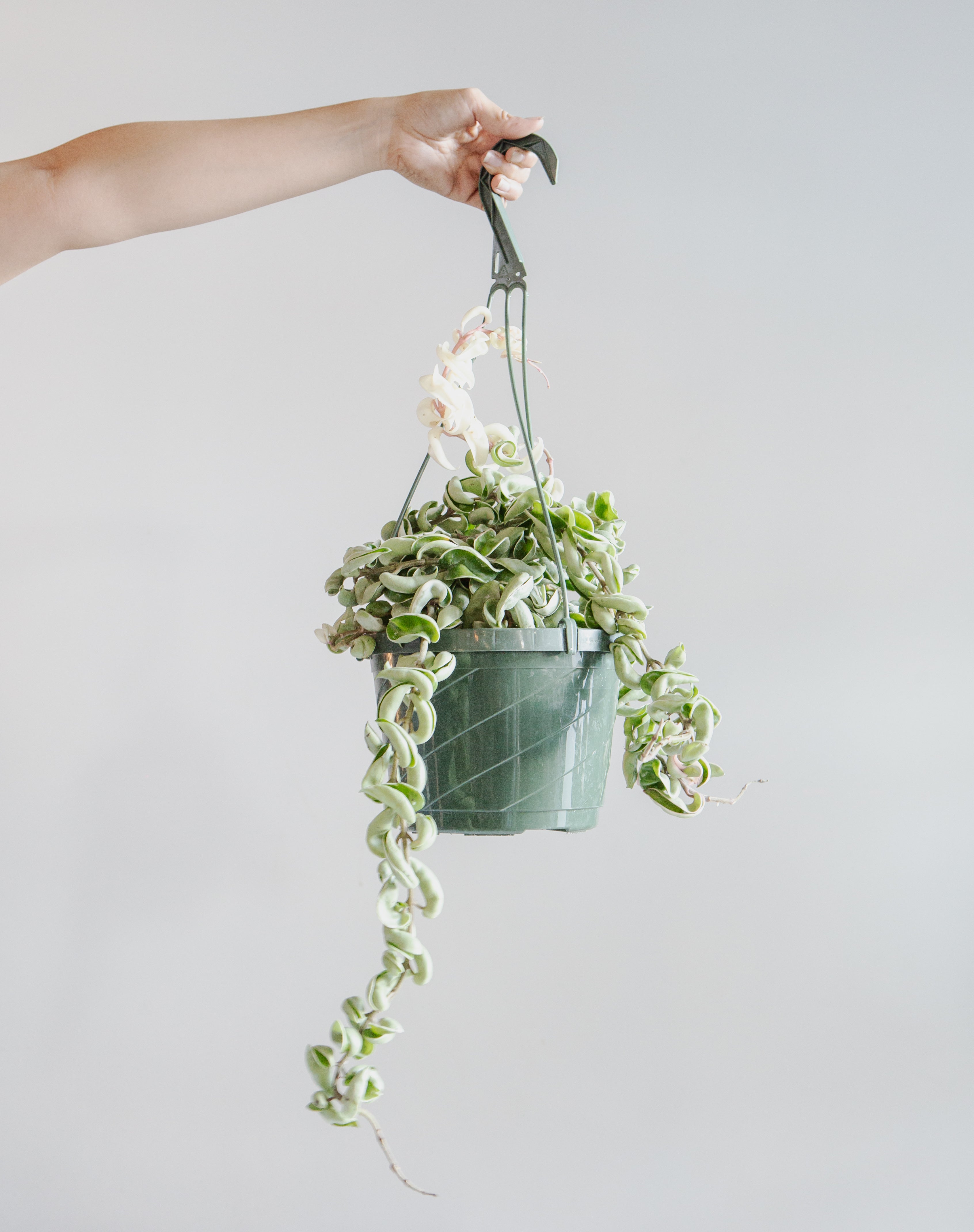 Variegated Hindu Rope: Hoya carnosa 'Compacta' - 8 inch hanging basket