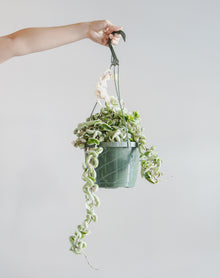  8" HANGING BASKET, HOYA COMPACTA VARIEGATED