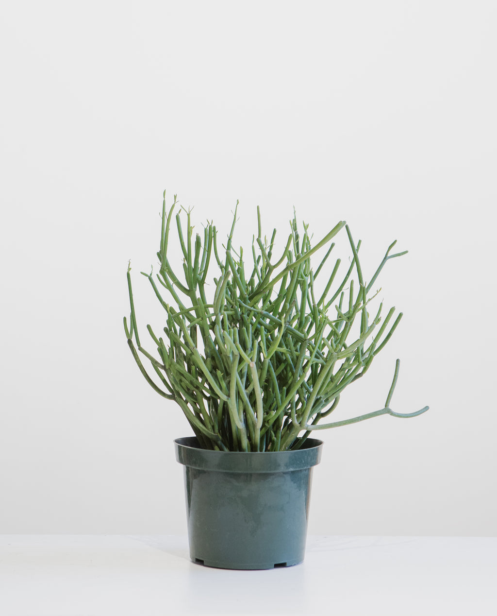 Pencil Cactus: Euphorbia tirucalli 'Firestick' - 8 inch pot