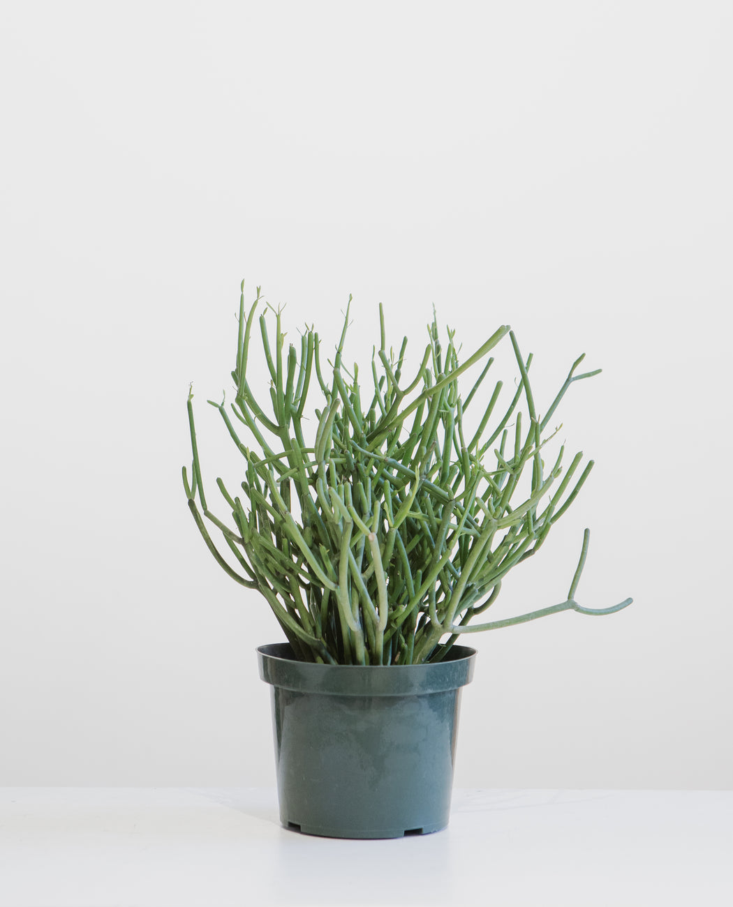 Pencil Cactus: Euphorbia tirucalli 'Firestick' - 8 inch pot