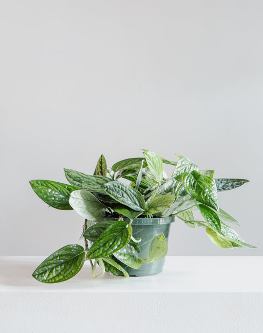 8" HANGING BASKET MONSTERA PERU