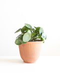 PILEA PEPEROMIOIDES’ 8" HANGING BASKET