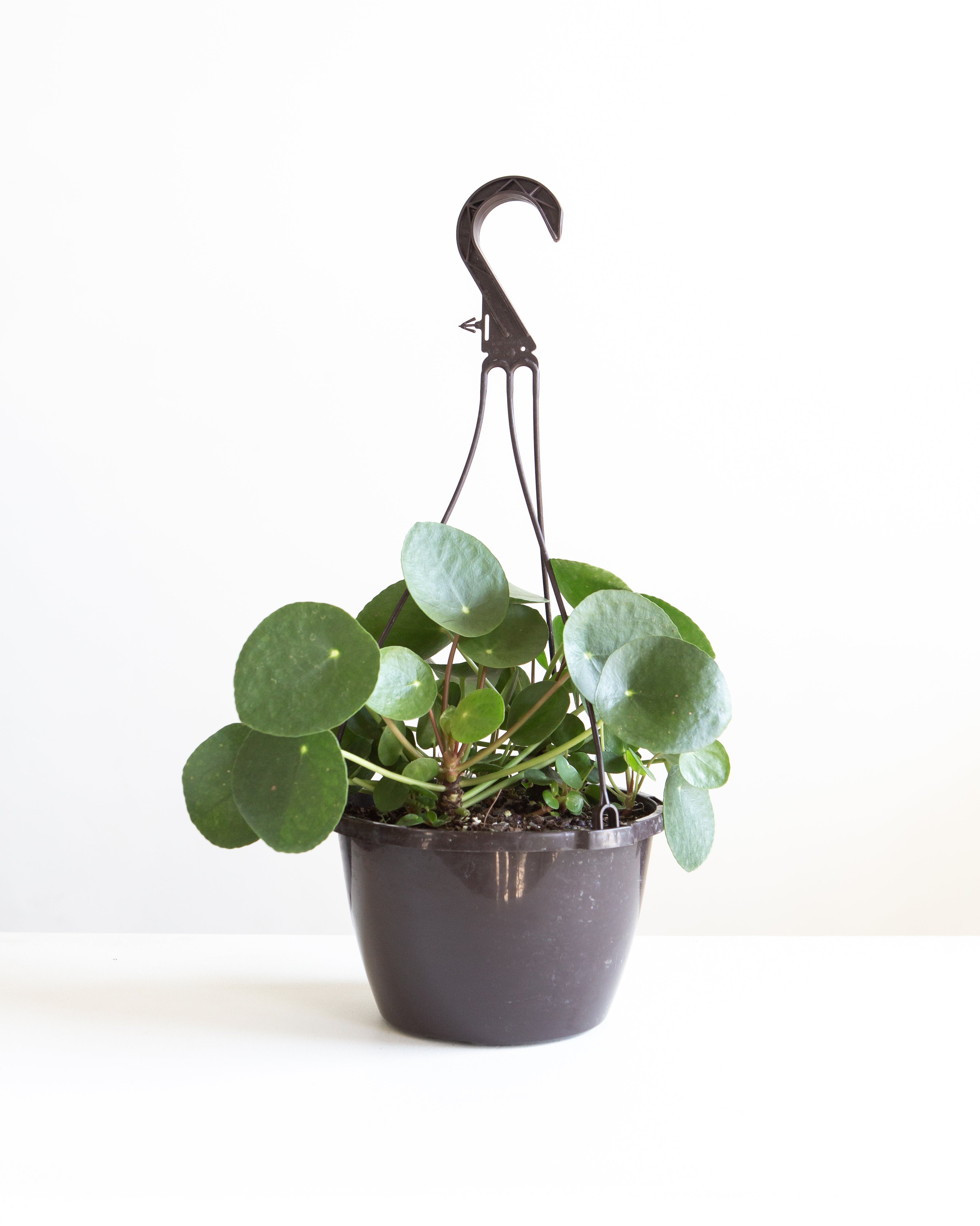 chinese money plant hanging basket PILEA PEPEROMIOIDES' 8" HANGING BASKET – Dynasty Plants