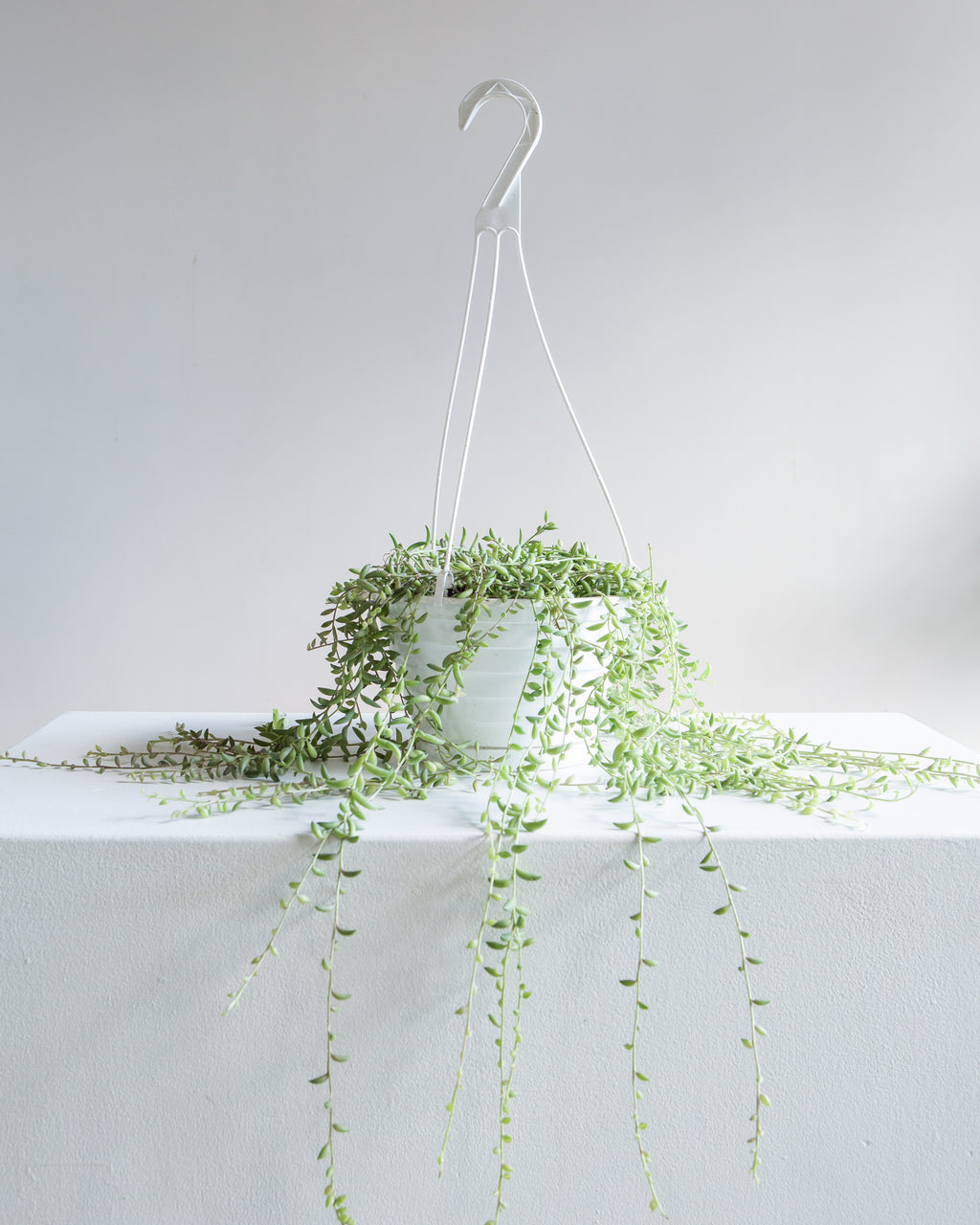 8" STRING OF BEANS Hanging Basket