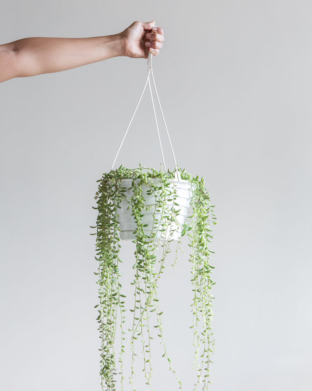 8" STRING OF BEANS Hanging Basket