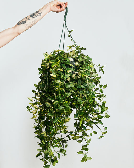 Yellow Wandering Dude: Tradescantia fluminensis 'aureovariegata' - 8 inch hanging basket
