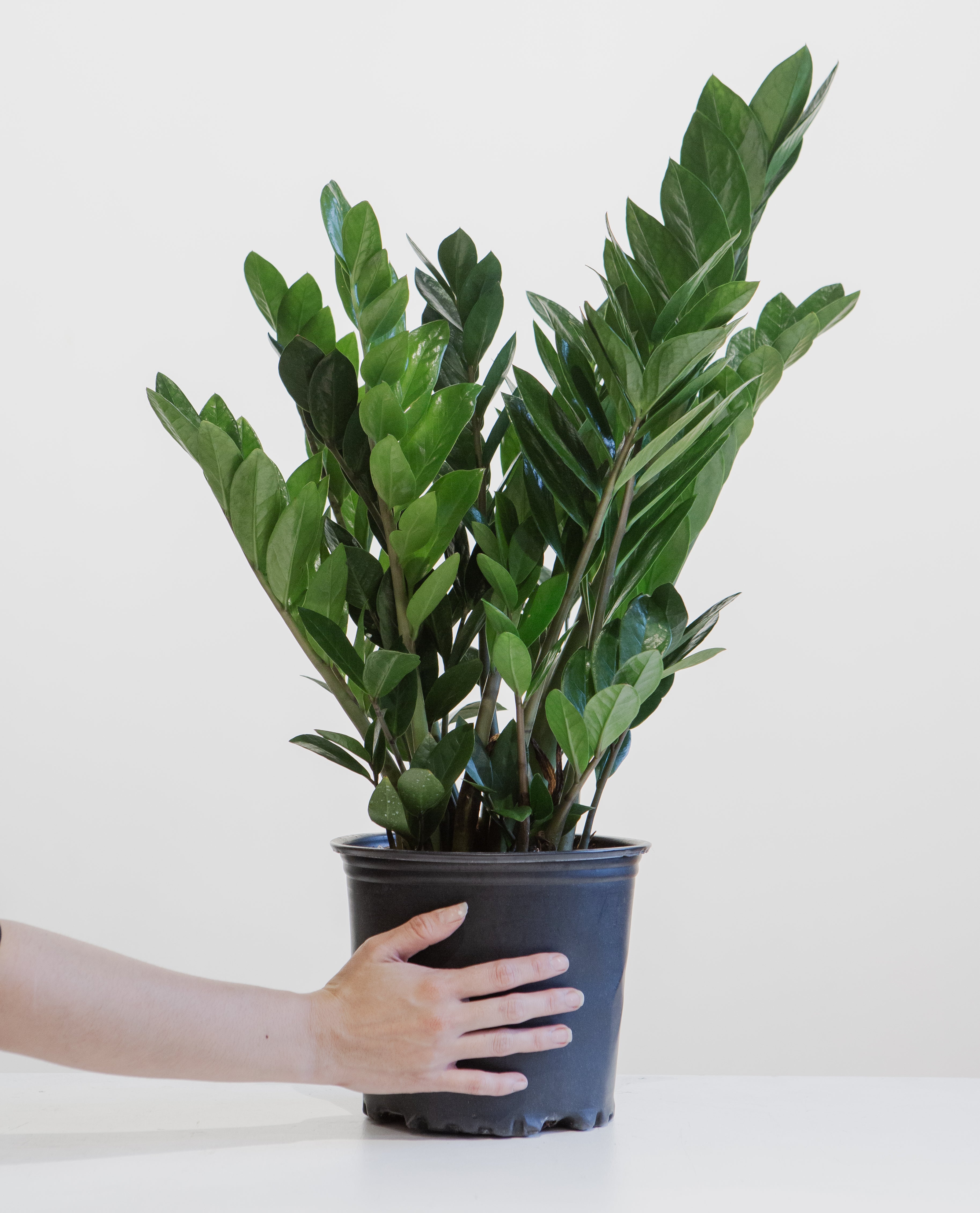 ZZ Plant: Zamioculcas zamiifolia - 8 inch pot