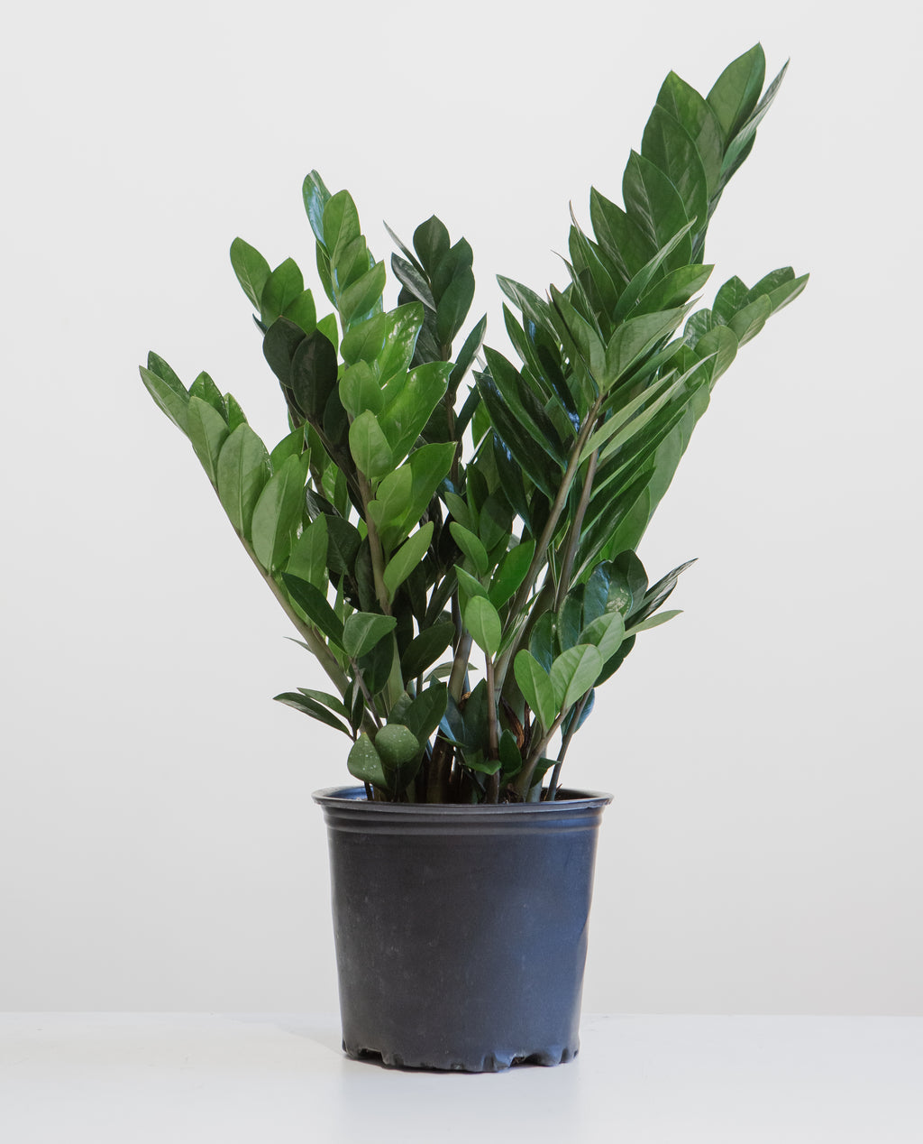 ZZ Plant: Zamioculcas zamiifolia - 8 inch pot