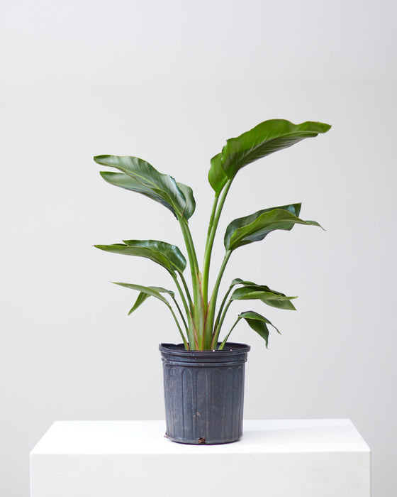 BIRD OF PARADISE' (STRELITZIA NICOLAI) 10" Grower Pot (3' tall)