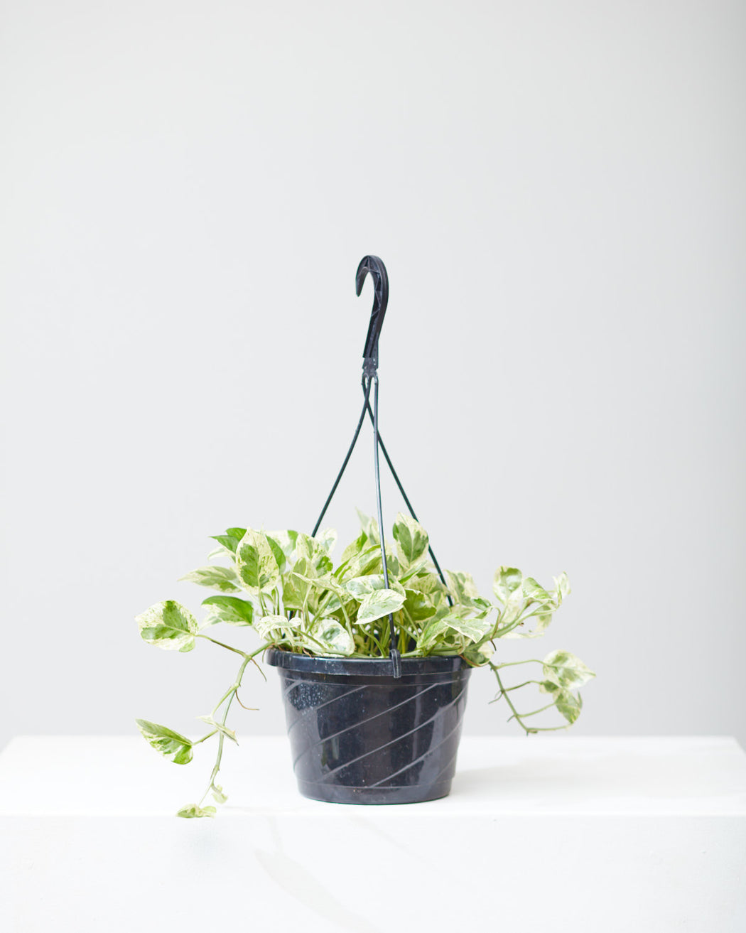 POTHOS N JOY 8" HANGING BASKET