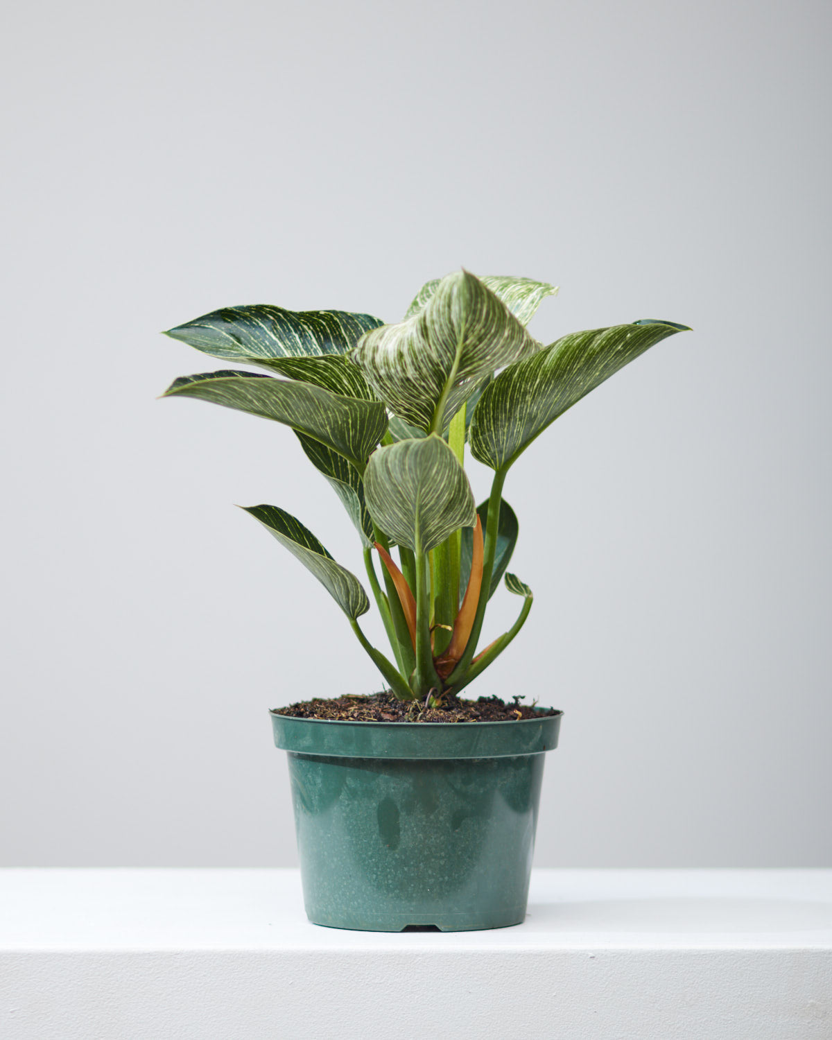Birkin Plant: Philodendron - 8 inch pot