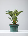 PHILODENDRON BIRKIN 8" Grower Pot