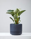 PHILODENDRON BIRKIN 8" Grower Pot