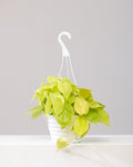 Neon Heart Leaf: Philodendron cordatum 'Lemon' - 8 inch hanging basket