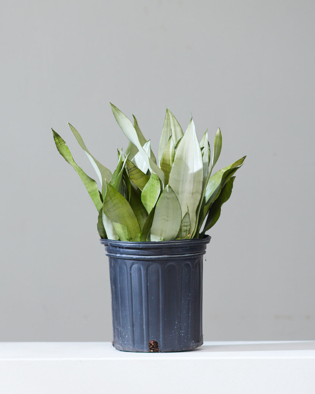 Moonshine Snake Plant: Sansevieria trifasciata - 8 inch pot