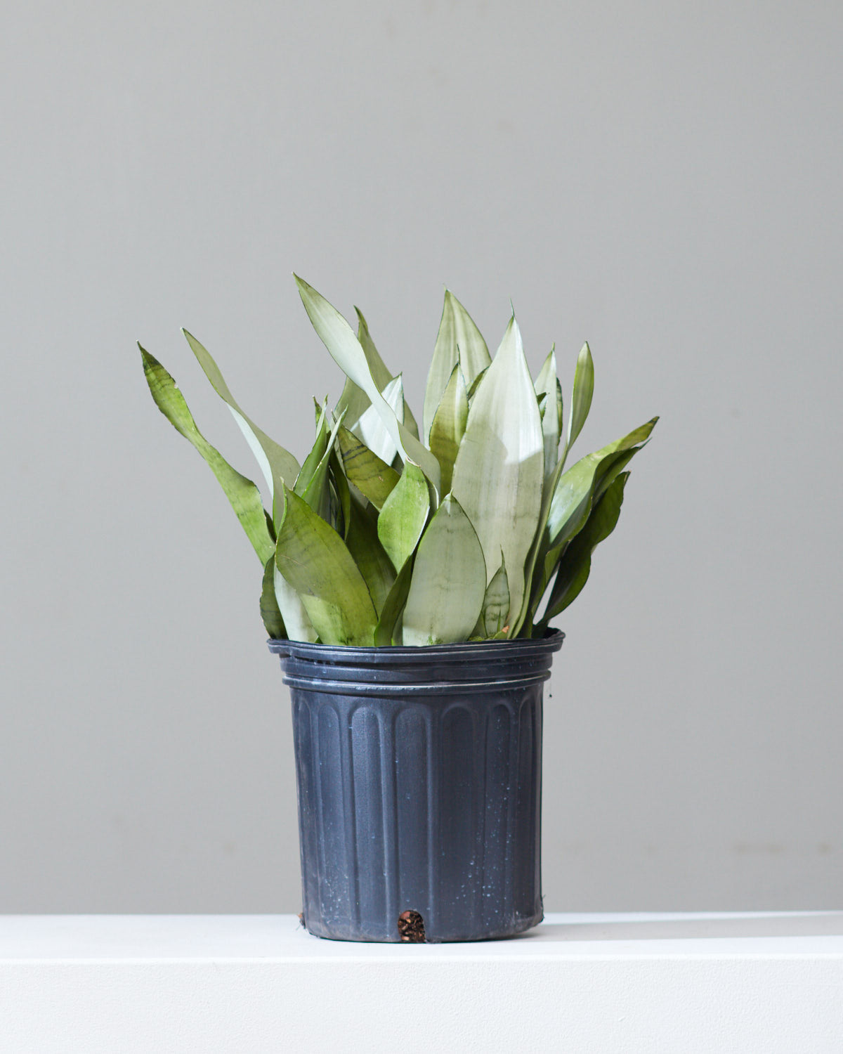 Moonshine Snake Plant: Sansevieria trifasciata - 8 inch pot