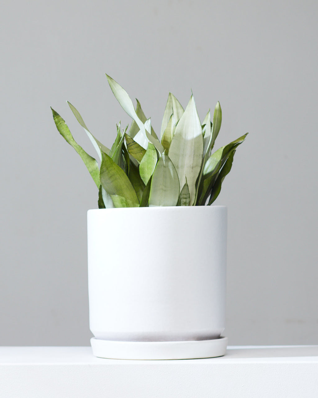 SNAKE PLANT (SANSEVIERIA 'MOONSHINE') 10" Grower Pot