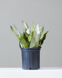  SNAKE PLANT (SANSEVIERIA 'MOONSHINE') 8" Grower Pot