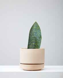  SANSEVIERIA MASONIANA ‘SHARK FIN’ 8" Grower Pot