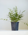 SILVER LACE FERN 8" Grower Pot