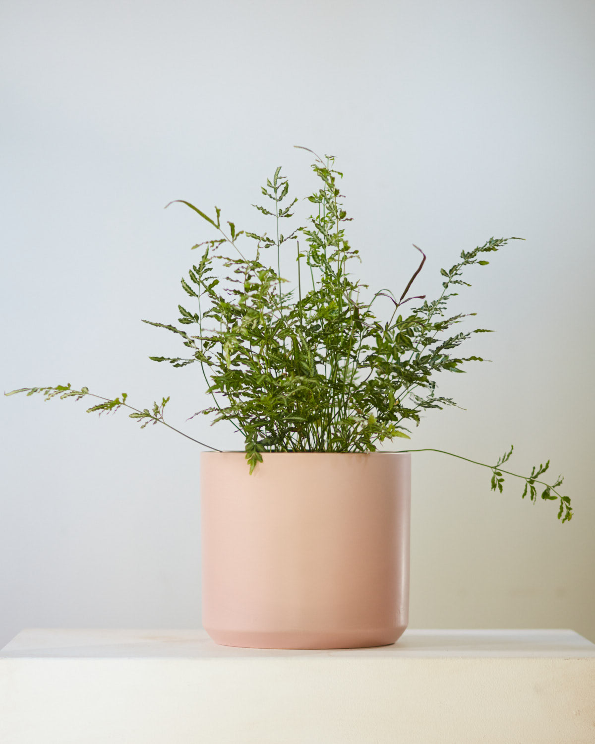 SILVER LACE FERN 8" Grower Pot