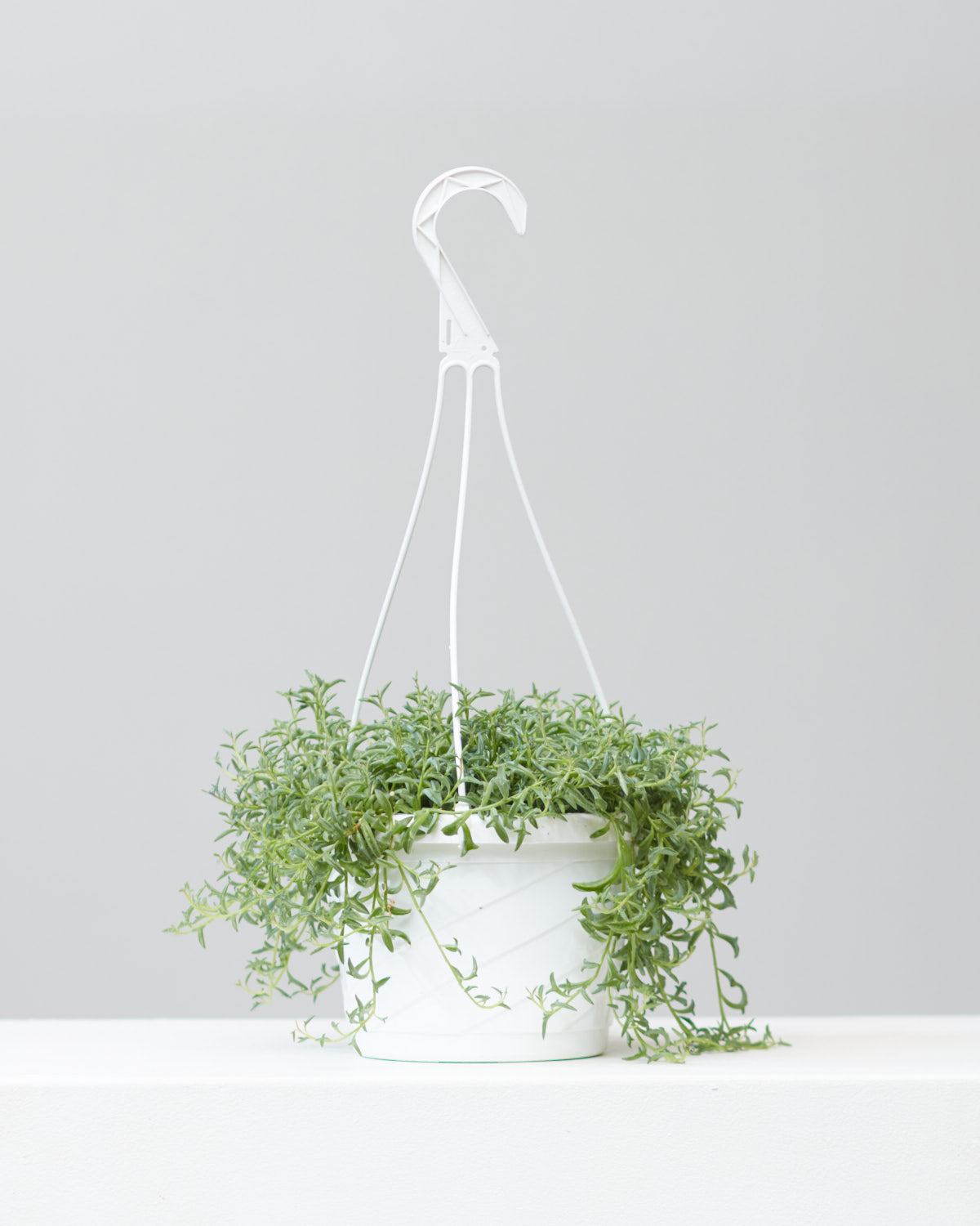 8" HANGING BASKET, SENECIO 'STRING OF DOLPHINS'