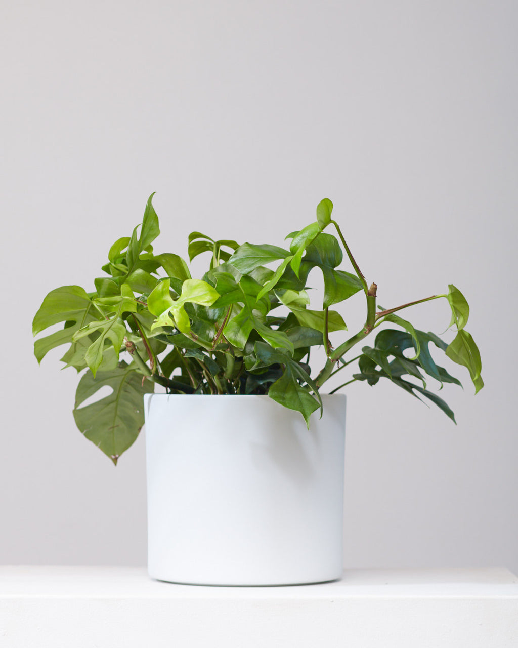 Mini Monstera: Rhaphidophora tetrasperma - 8 inch hanging basket