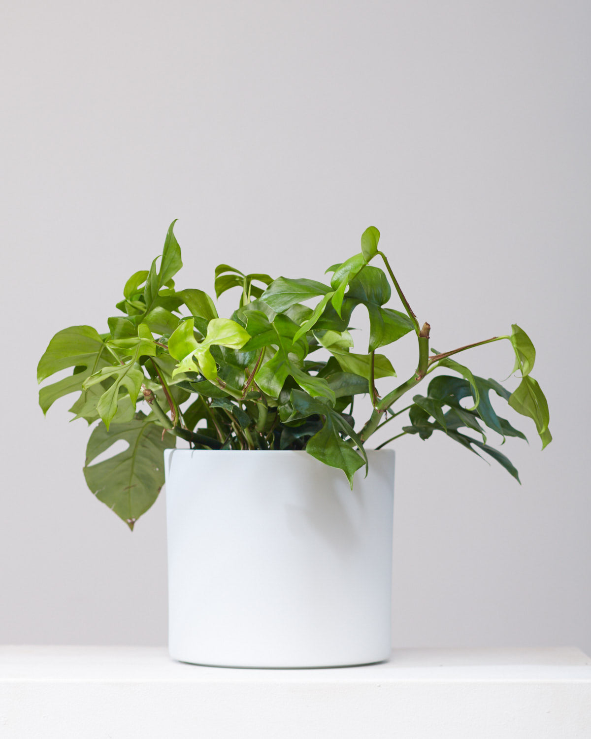 Mini Monstera: Rhaphidophora tetrasperma - 8 inch hanging basket