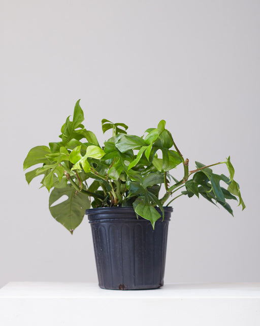 Mini Monstera: Rhaphidophora tetrasperma - 8 inch hanging basket