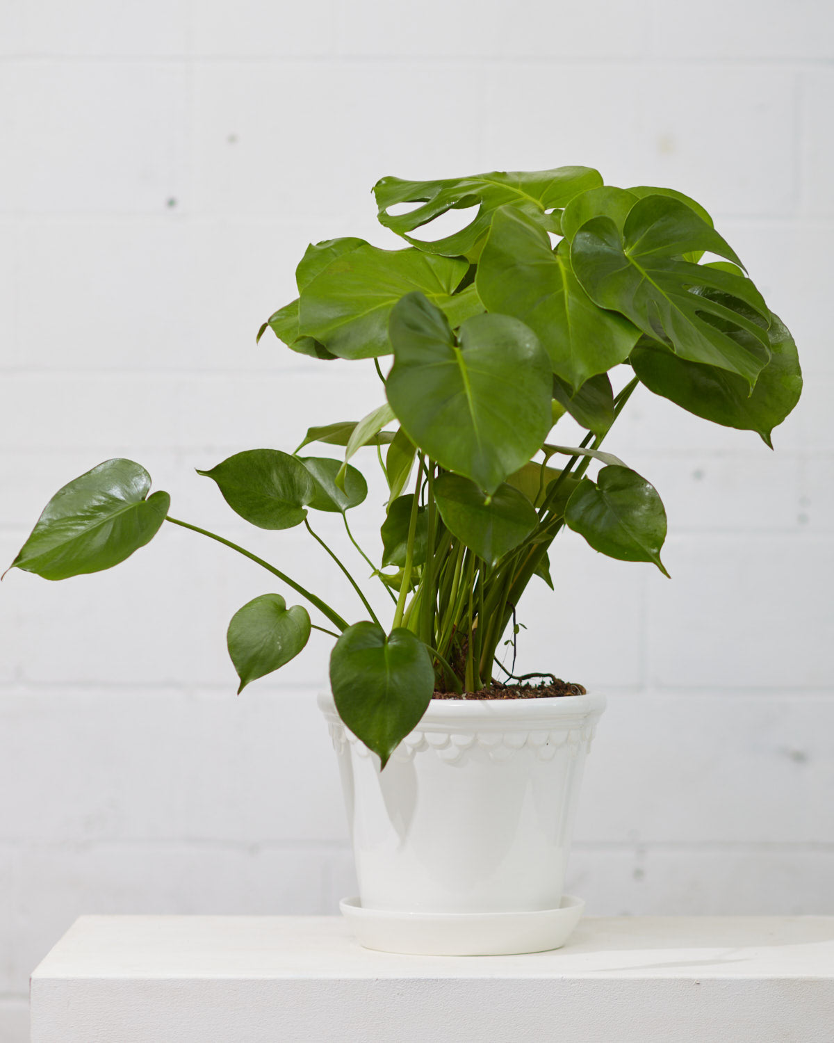 9.8 Inch BERGS POTTER 'COPENHAGEN' WHITE