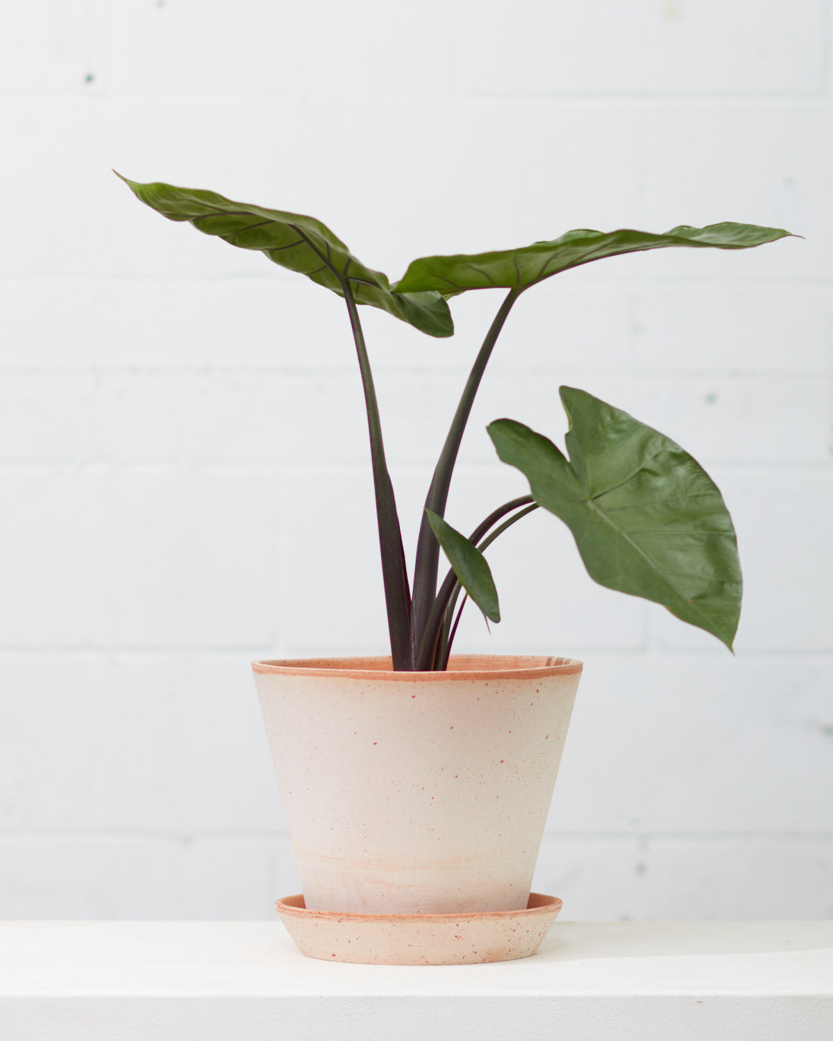 9.8 Inch BERGS POTTER 'JULIE' ANTIQUE ROSA