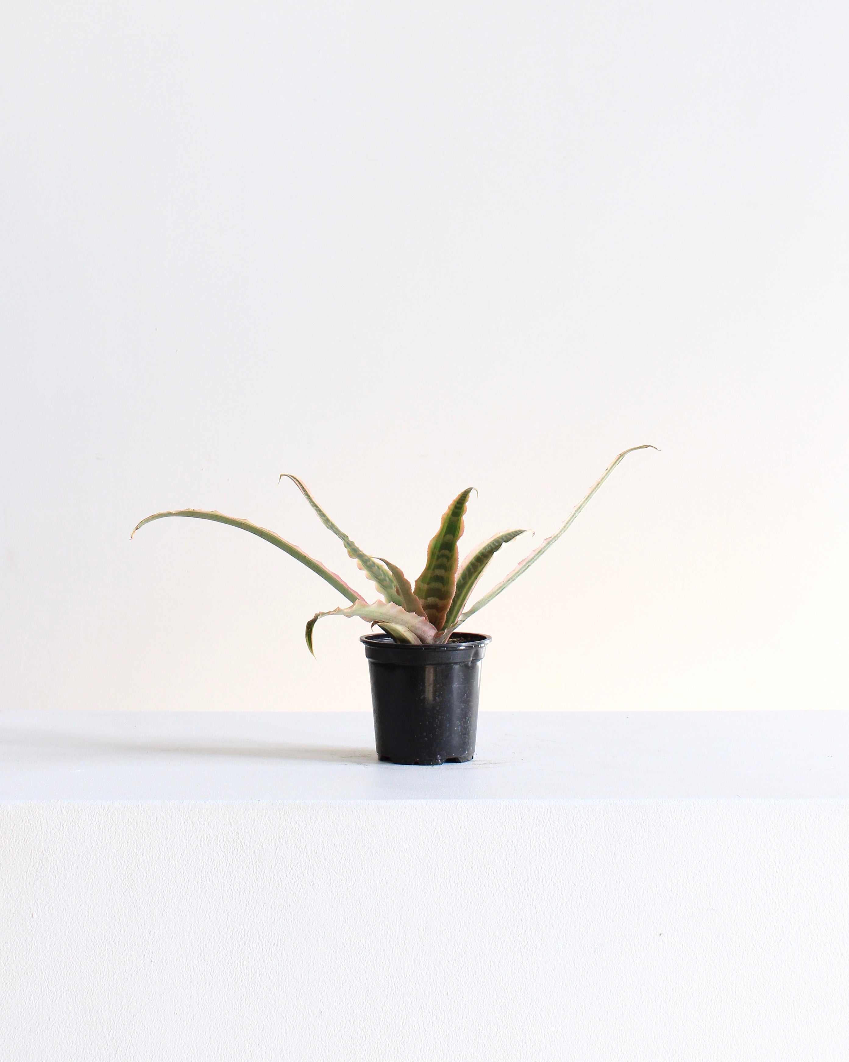 CRYPTANTHUS 'ELAINE' 4" Grower Pot