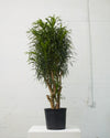 DRACAENA REFLEXA 'ANITA' 14 Inch. Grower Pot (~5-6' tall)