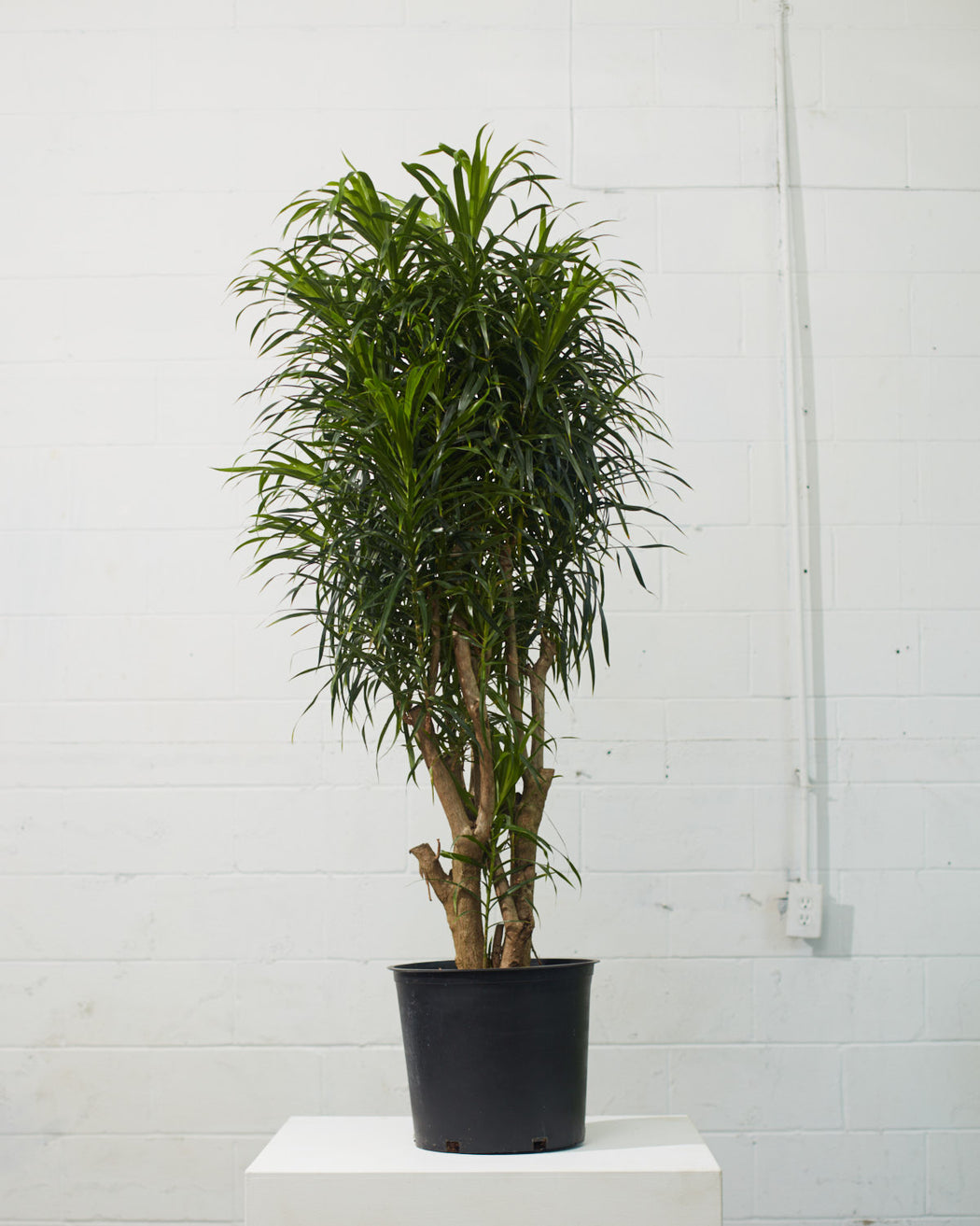 DRACAENA REFLEXA 'ANITA' CANDELABRA 14 Inch. Grower Pot (~5-6' tall)