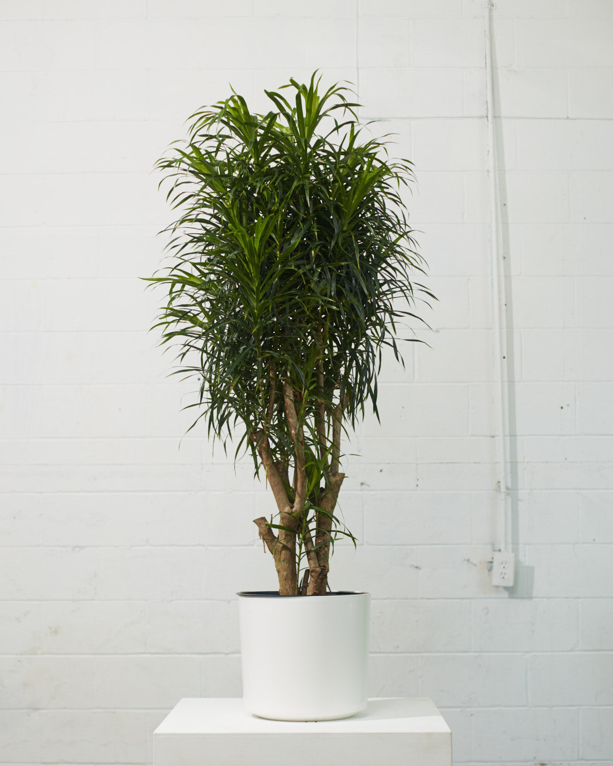 Medusa Candelabra: Dracaena reflexa 'Anita' - 14 inch pot - 5-6 foot tall