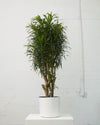 DRACAENA REFLEXA 'ANITA' 14 Inch. Grower Pot (~5-6' tall)