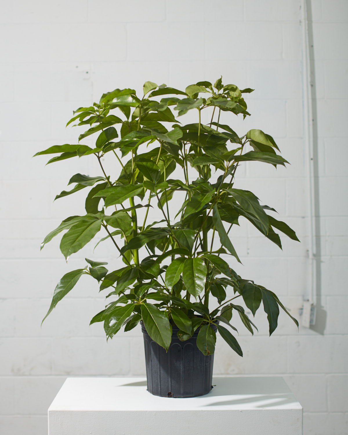 Amate Umbrella Tree: Schefflera actinophylla - 10 inch pot - 4-4.5 foot tall