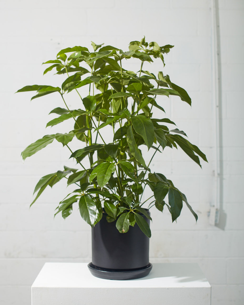 Amate Umbrella Tree: Schefflera actinophylla - 10 inch pot - 4-4.5 foot tall
